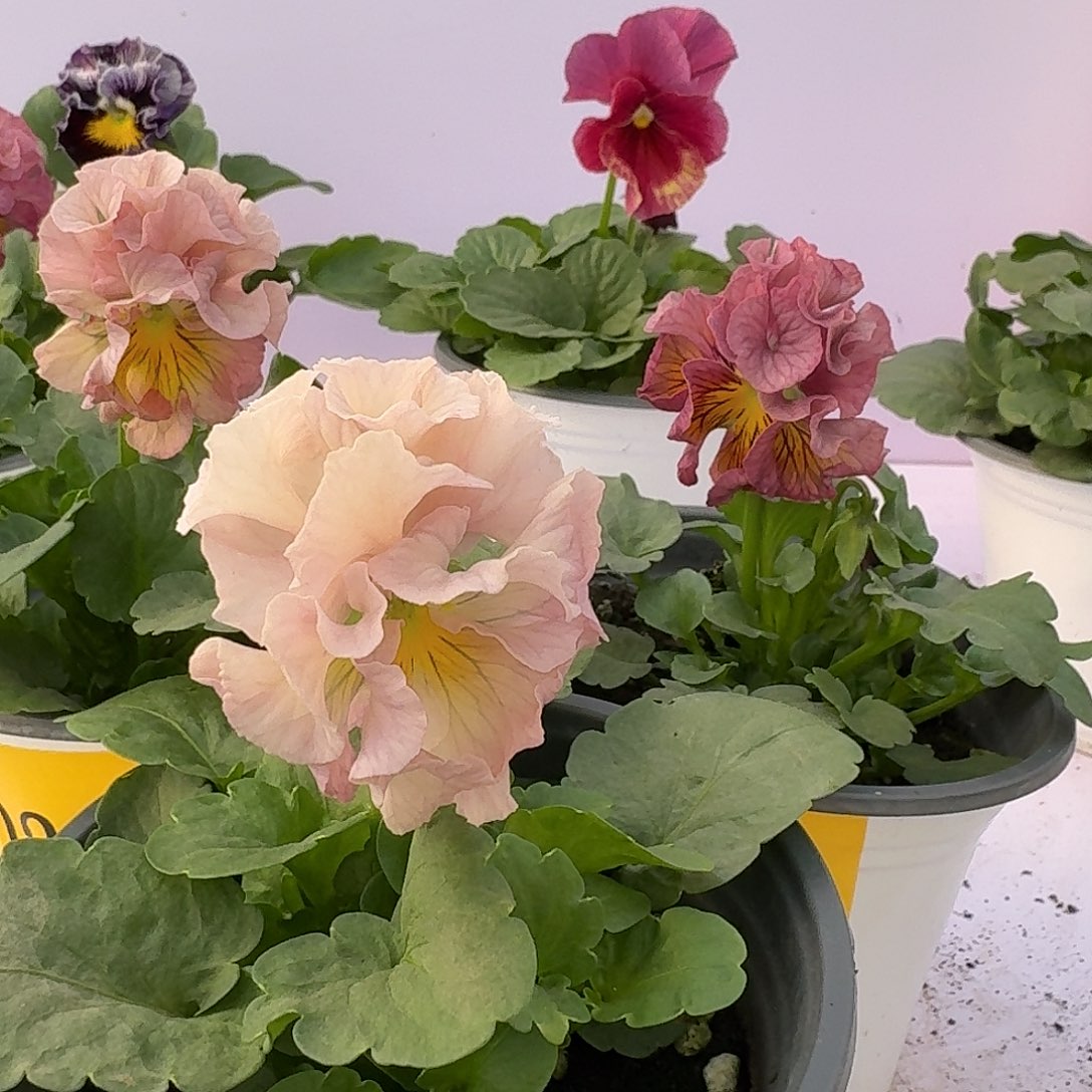 少量花朵（建议范围：2朵-5朵 或40%以下）