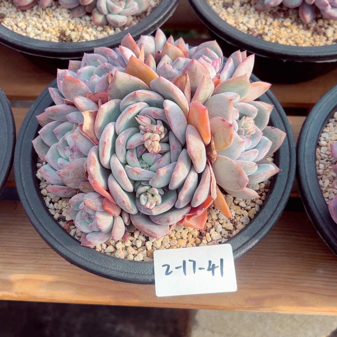 花*贝2-17-41静好多肉