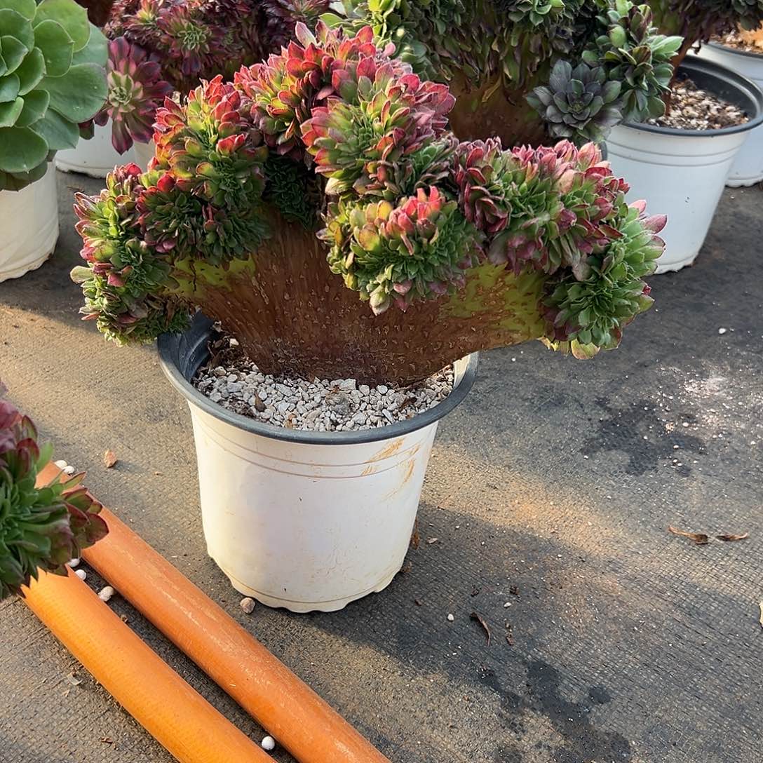 海王缀化老桩厚板哪