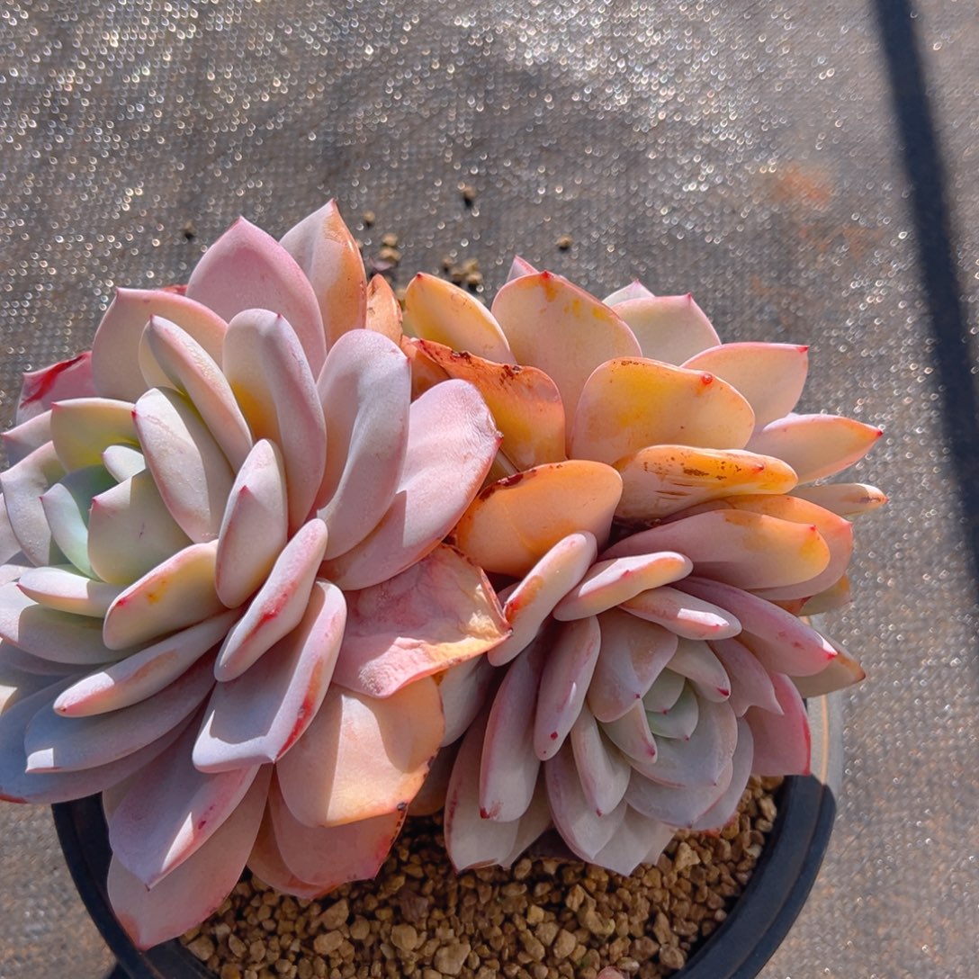 12301111111111111111111