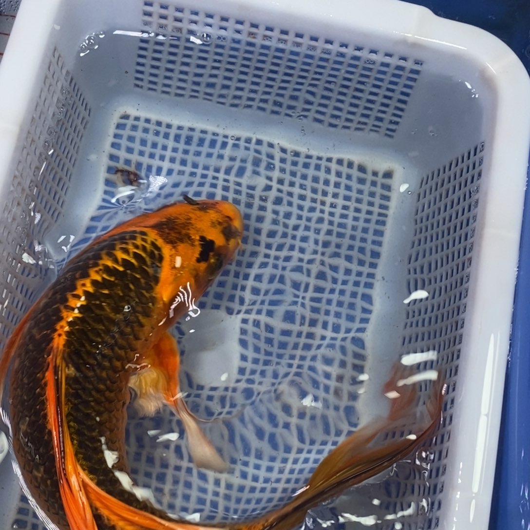 锦鲤冷水锦鲤包邮