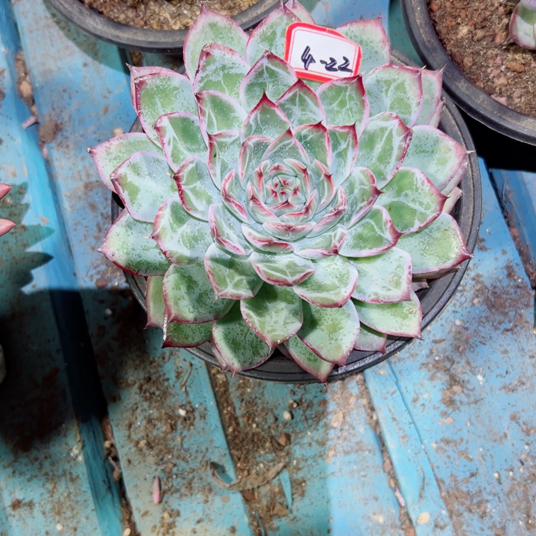 雪***精品多肉植物老桩