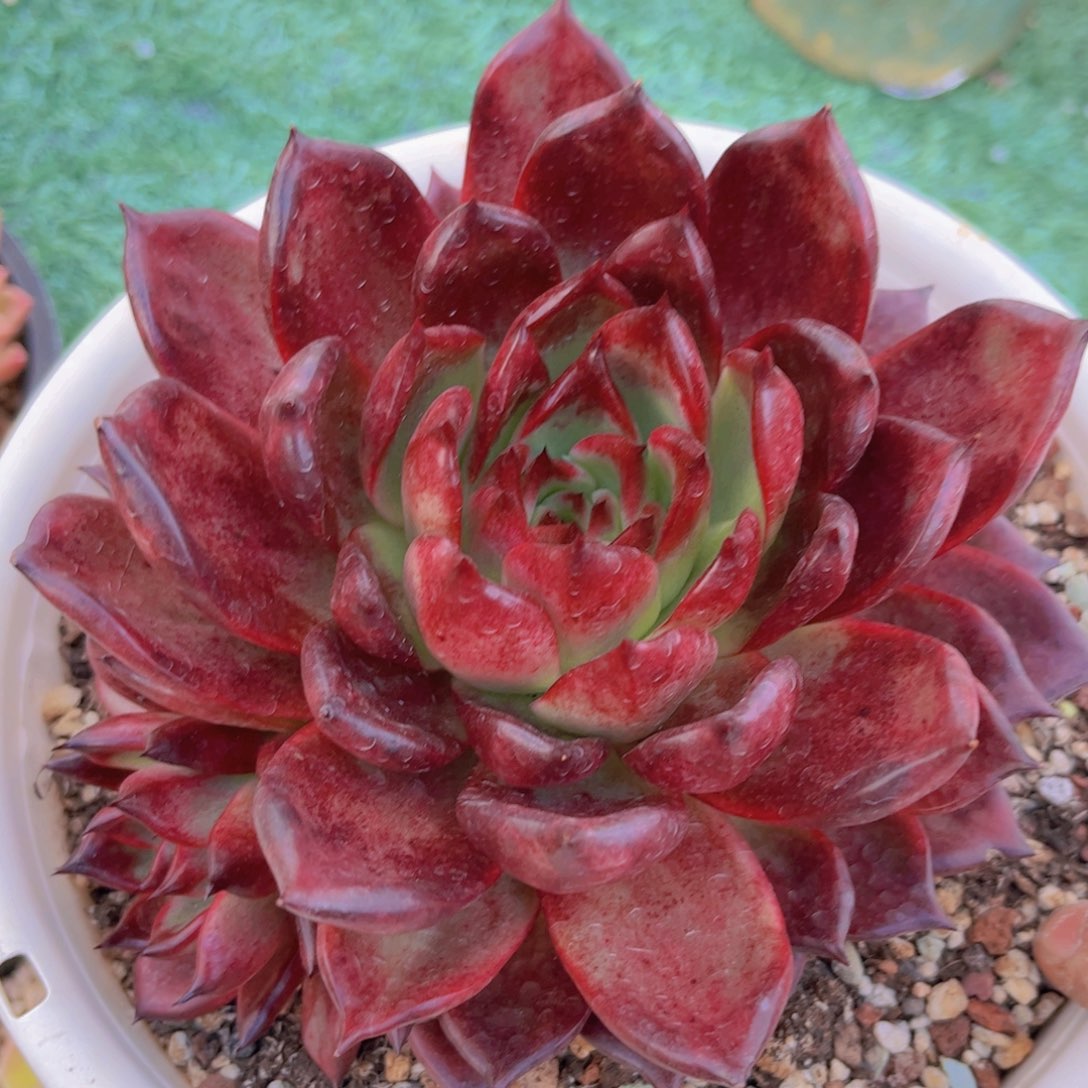 红毒31122多肉植物