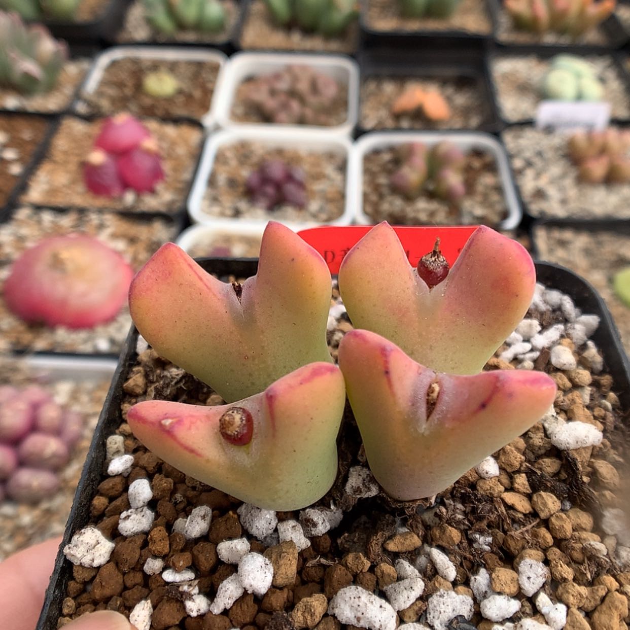 【闪购商品】3-11-2 少将一群 40