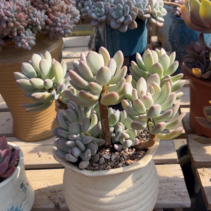 三日月美人多肉植物9 3 6