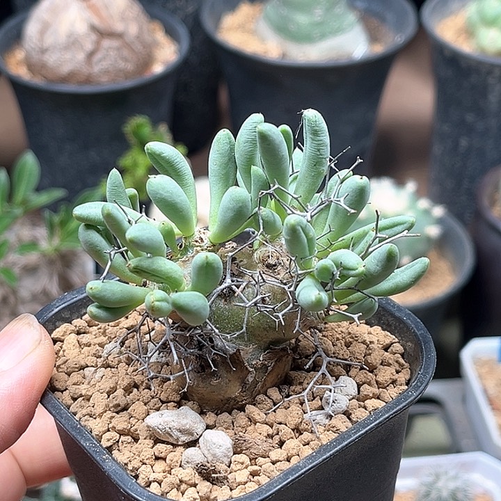 钢丝球万物想一颗