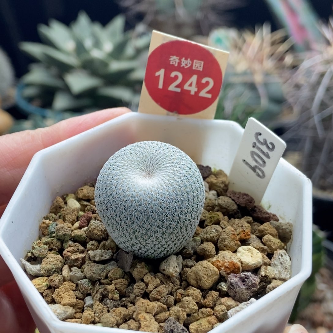 实生伊朗丸2.5cm一棵仙人球