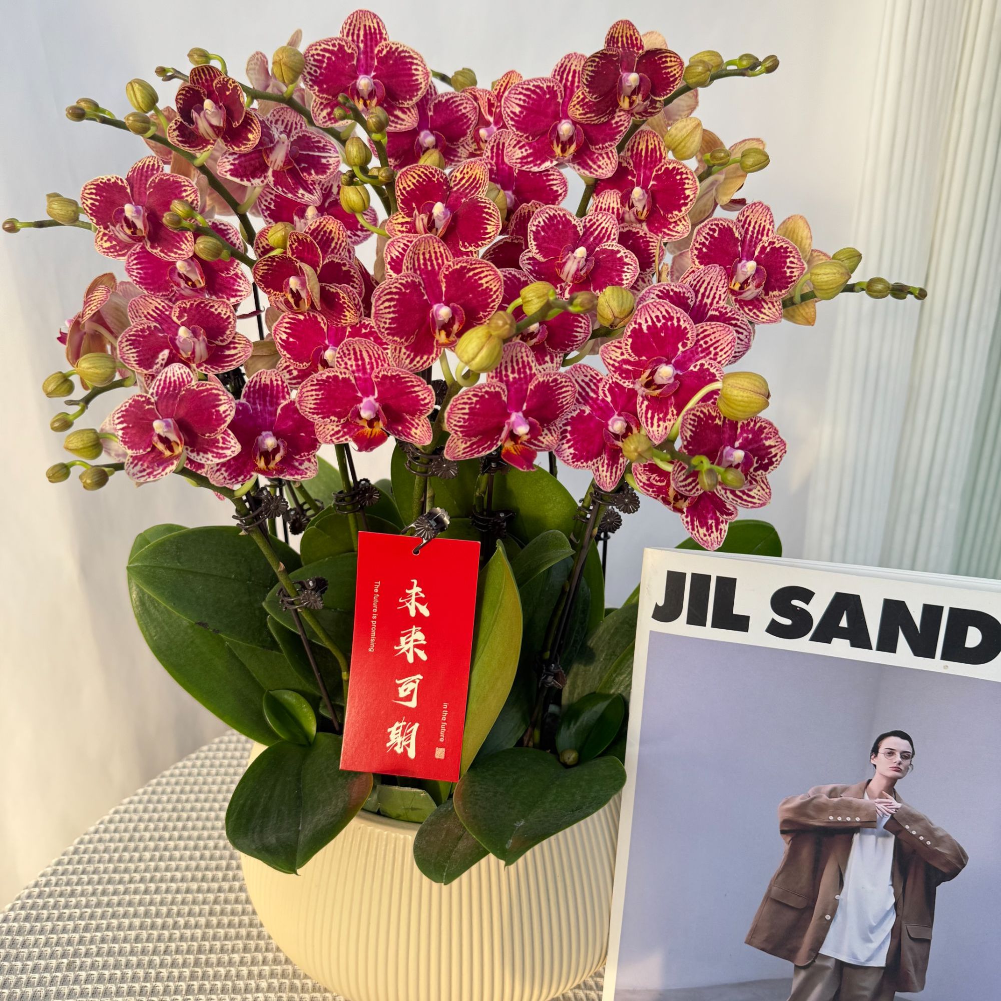 蝴蝶兰《可乐》欧品闪边紫红色系蜡质花室内花卉 送人送了 基地直发