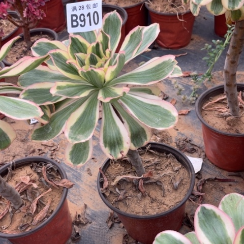 910燕子锦不包断枝