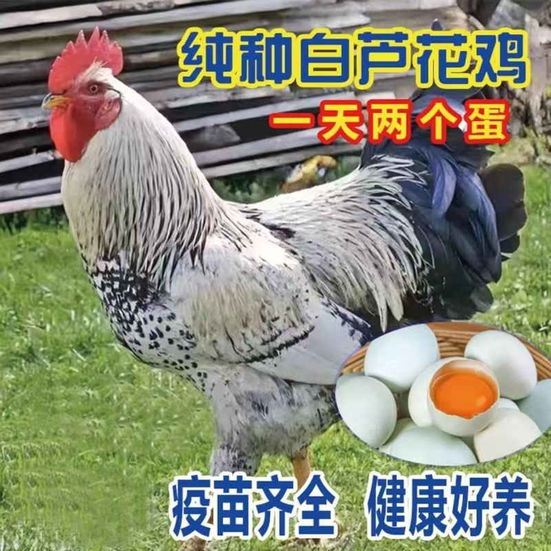 正宗白芦花鸡活鸡稻花鸡散养芦花鸡半斤包邮