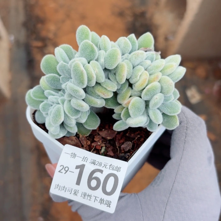 雪晃星缀化多肉多肉植物多肉