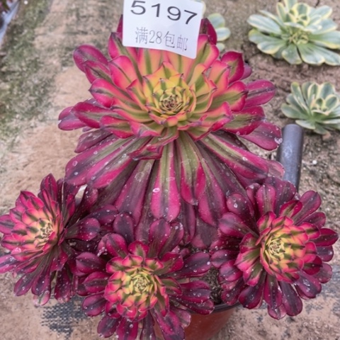 舞天姬多肉多肉5197