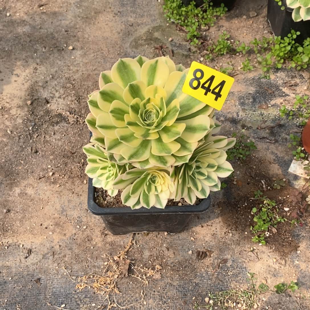 迈巴赫多肉法师844