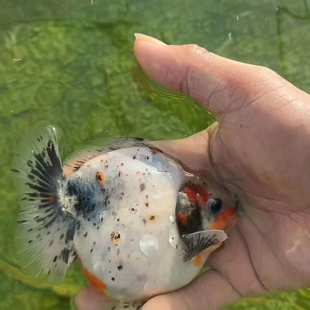 精选玛丽将军兰寿泰式冷水观赏鱼渔场直发颜色《一直播间为准》