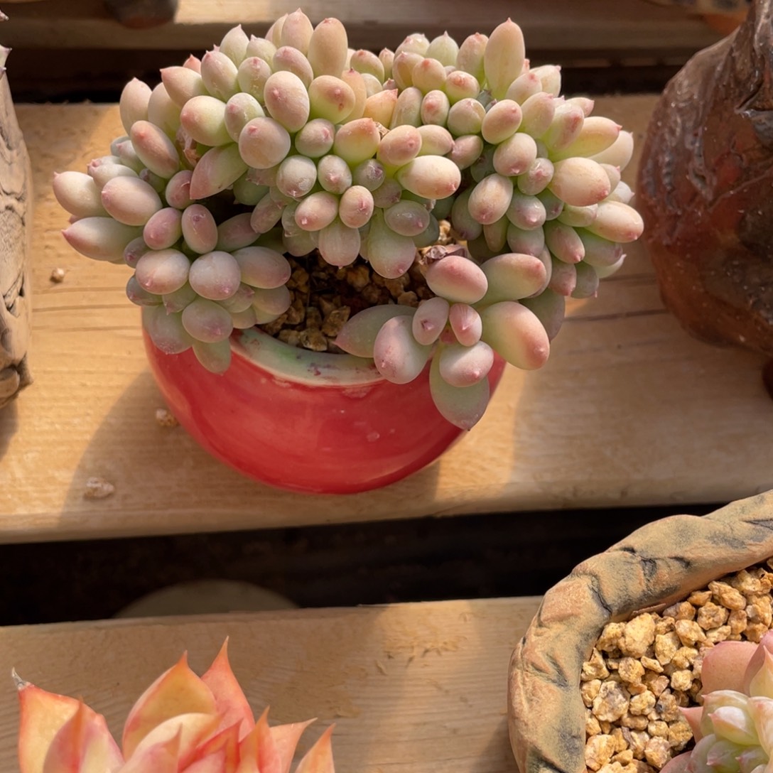 三日月缀化龙头缀化