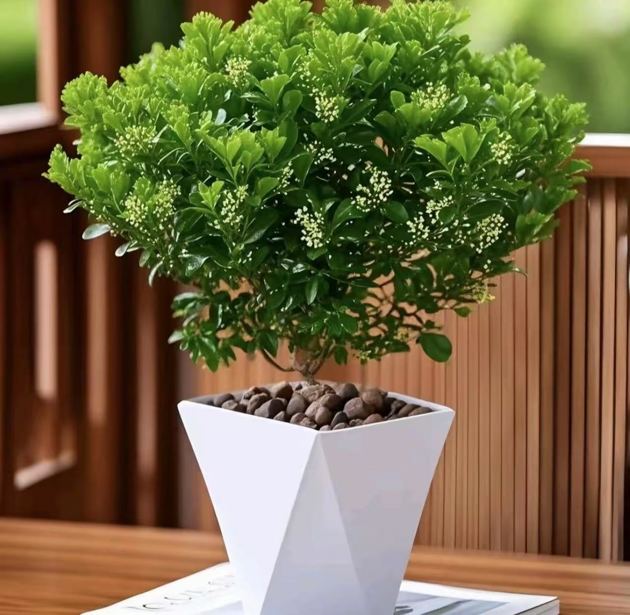 【送花盆】开花飘香的香水米兰阳台室内观赏植物四季长青绿植盆栽
