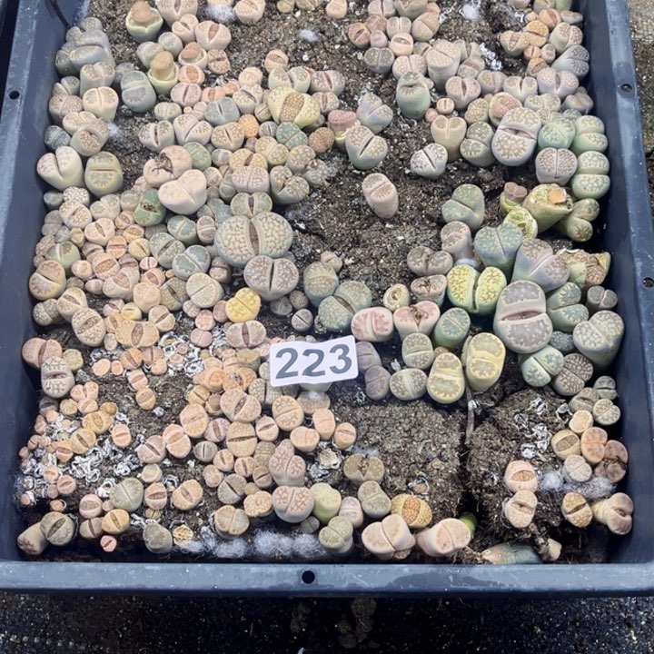 223生石花一物一图如图带框