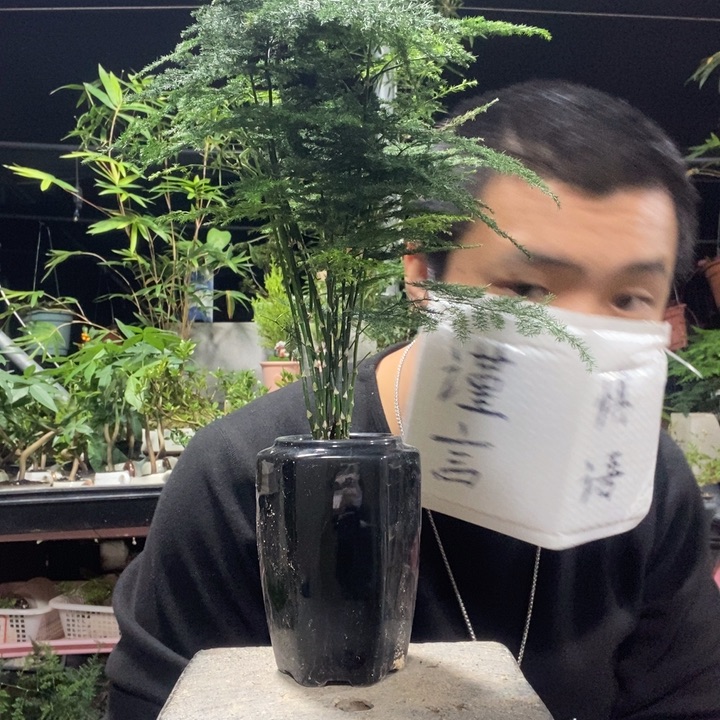 以实际为准盆景绿植盆栽33