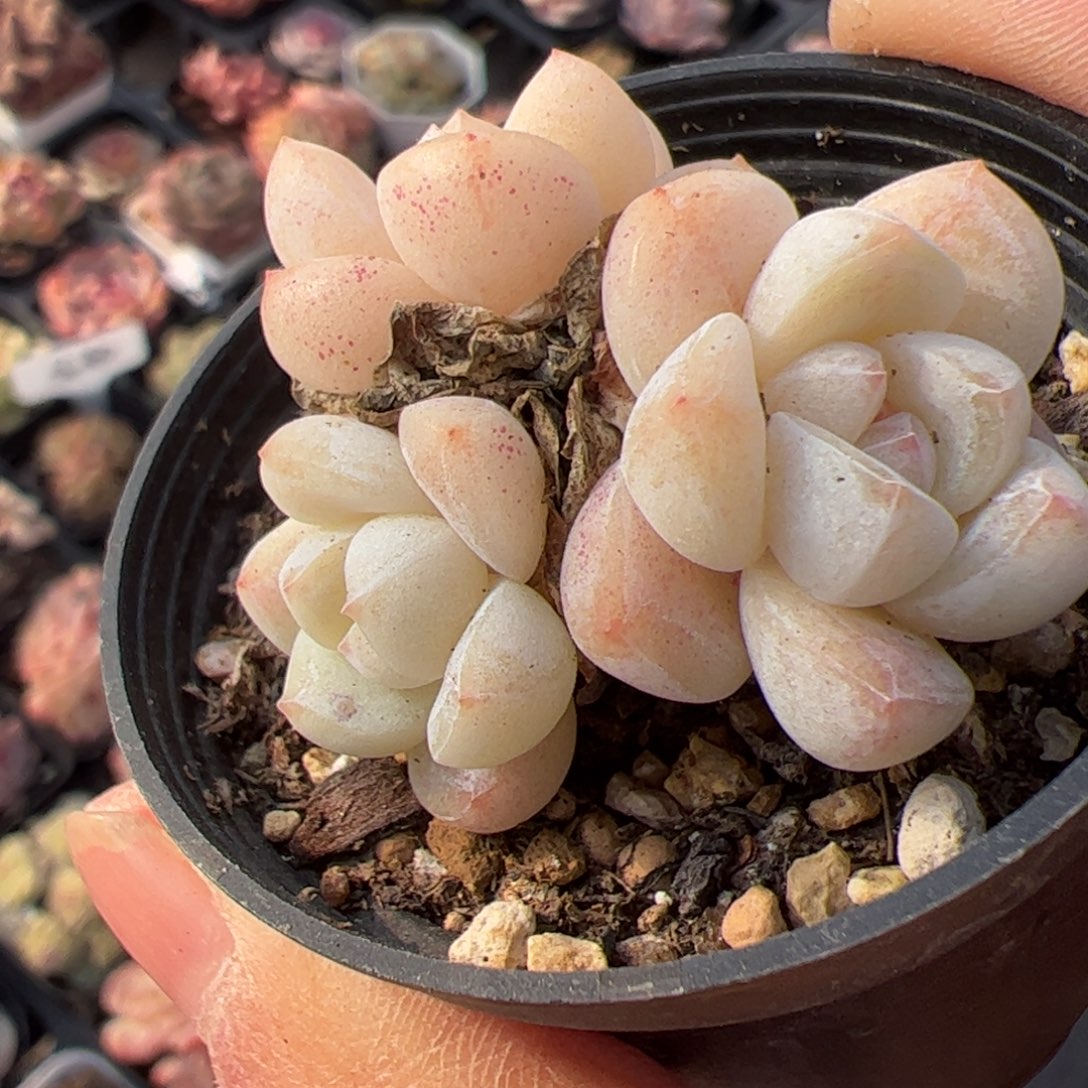 082 满38包邮一物一拍