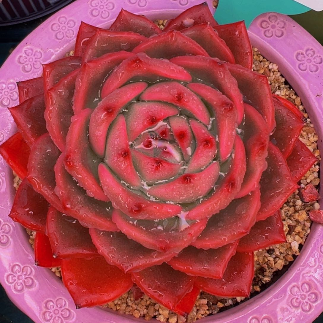 从前慢多肉精选编号0308.1