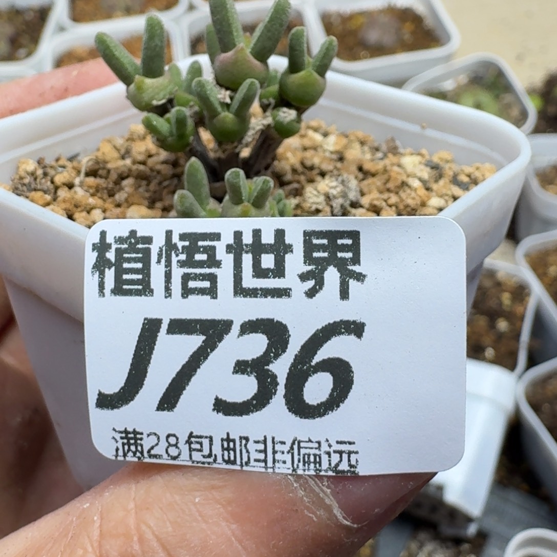 多肉植物的润泽地fg