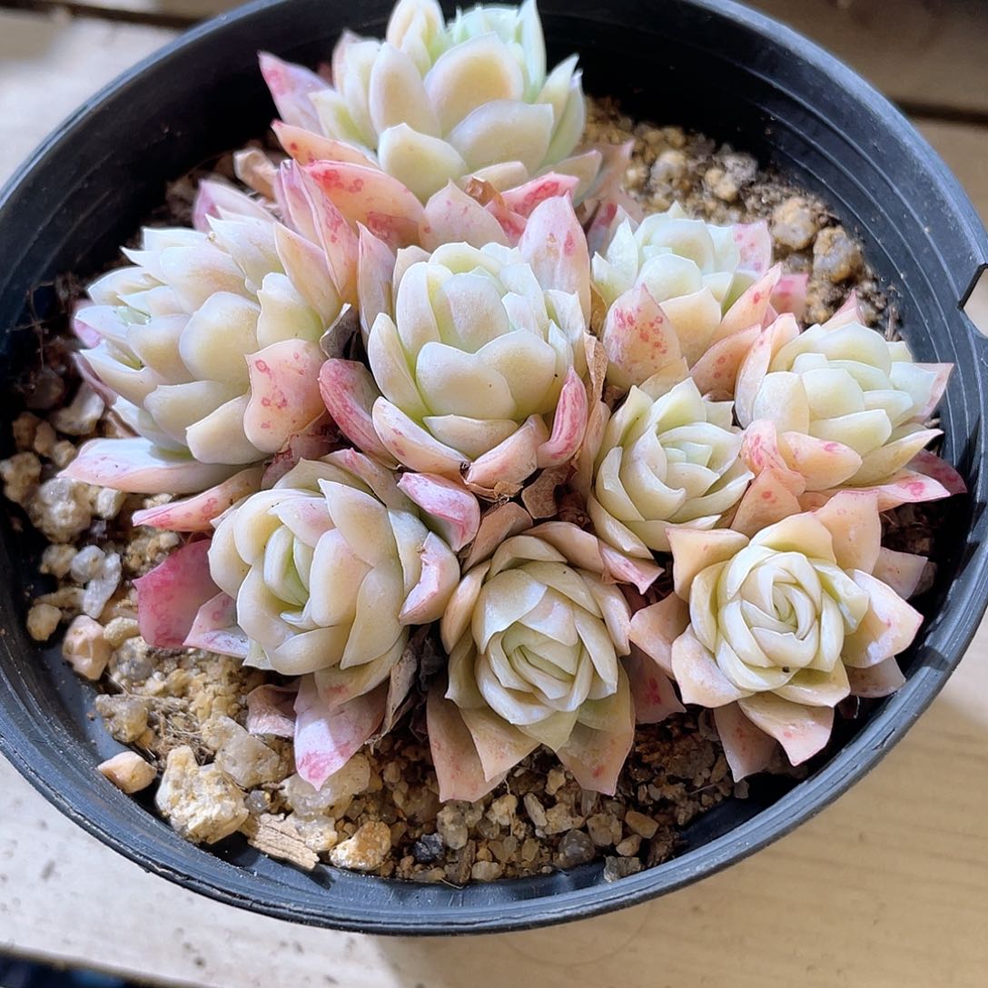 3026  冰山玫瑰锦 六月六