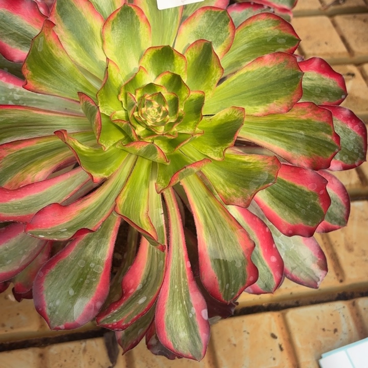 云南巫毒白好看2号