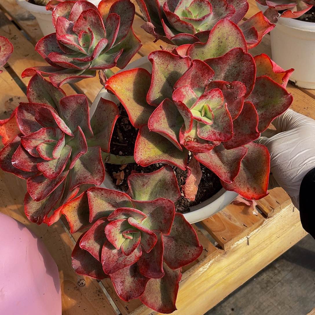 微*初吻多肉植物中群