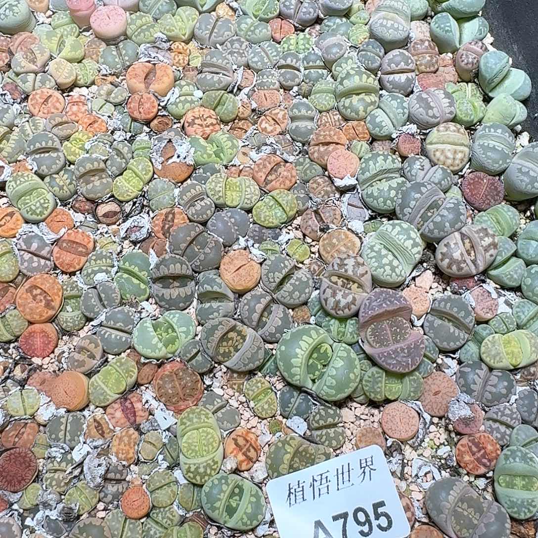 795盒多肉植物哇f c v