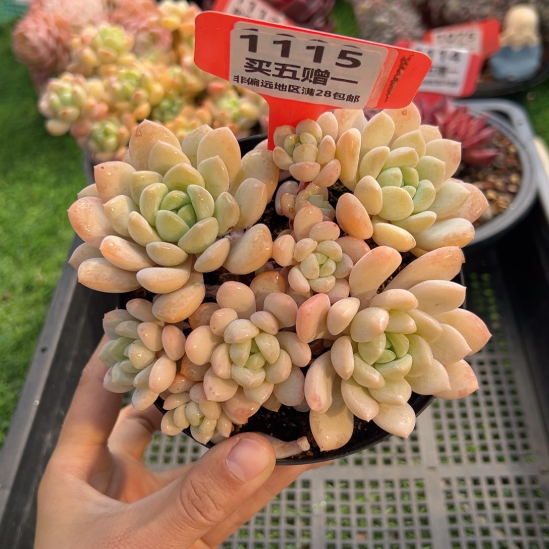 表妹精品多肉1115.