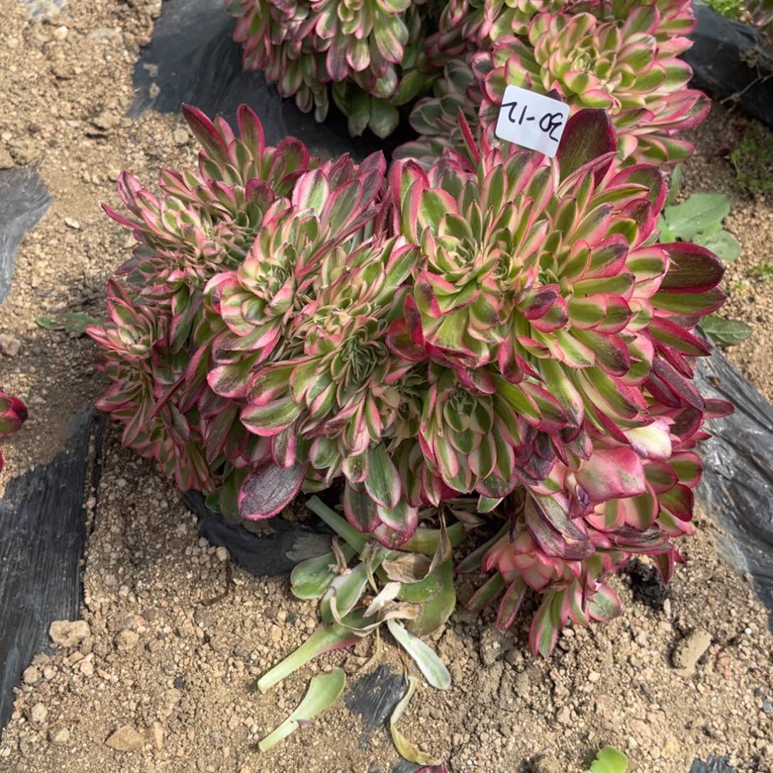 30-12荔枝缀化法师锦