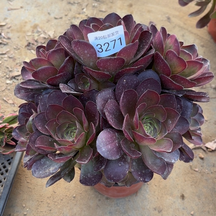 魅金玫瑰多肉3271