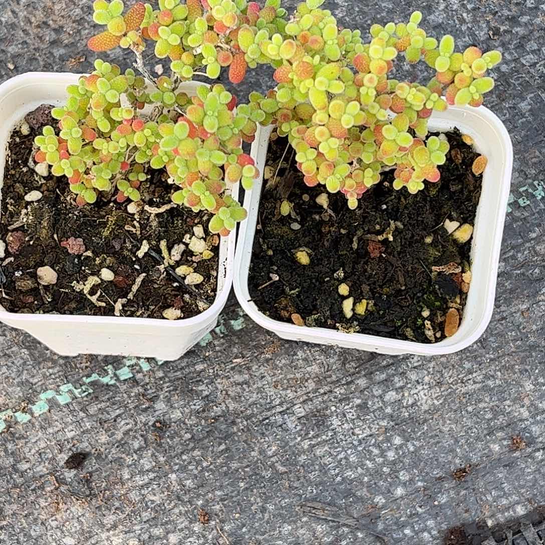 鱼***。蜜桔金桔优选枝干