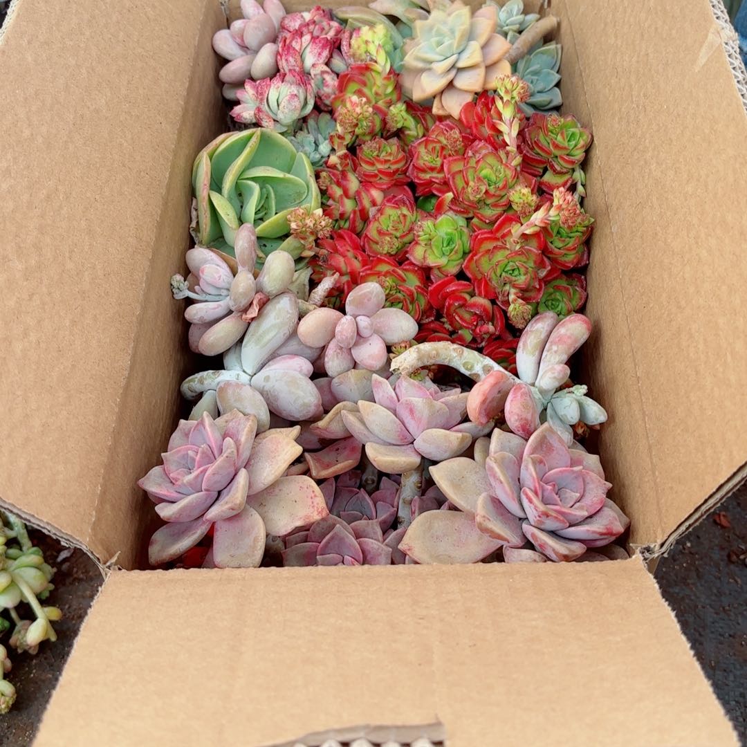 我**秋杂花瑕疵断头优惠处理不售后3 