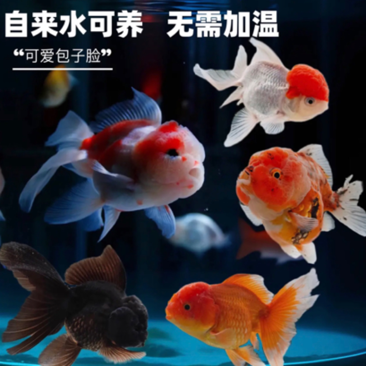 精品国粹金鱼 10条 6-8公分 包邮混搭发货