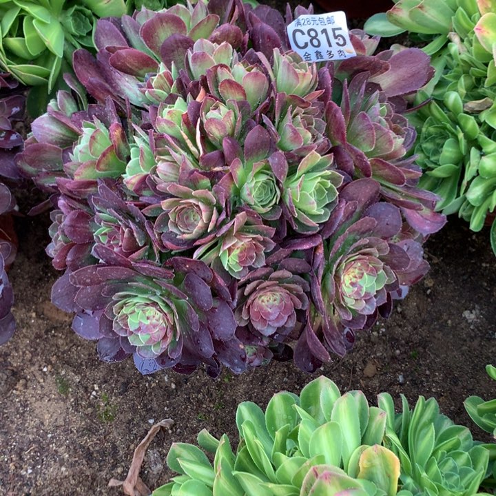 815多肉植物一物一拍