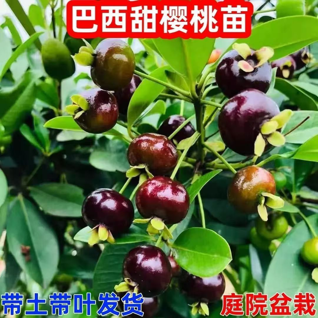 巴西樱桃苗甜樱桃苗南方樱桃苗带土带叶子