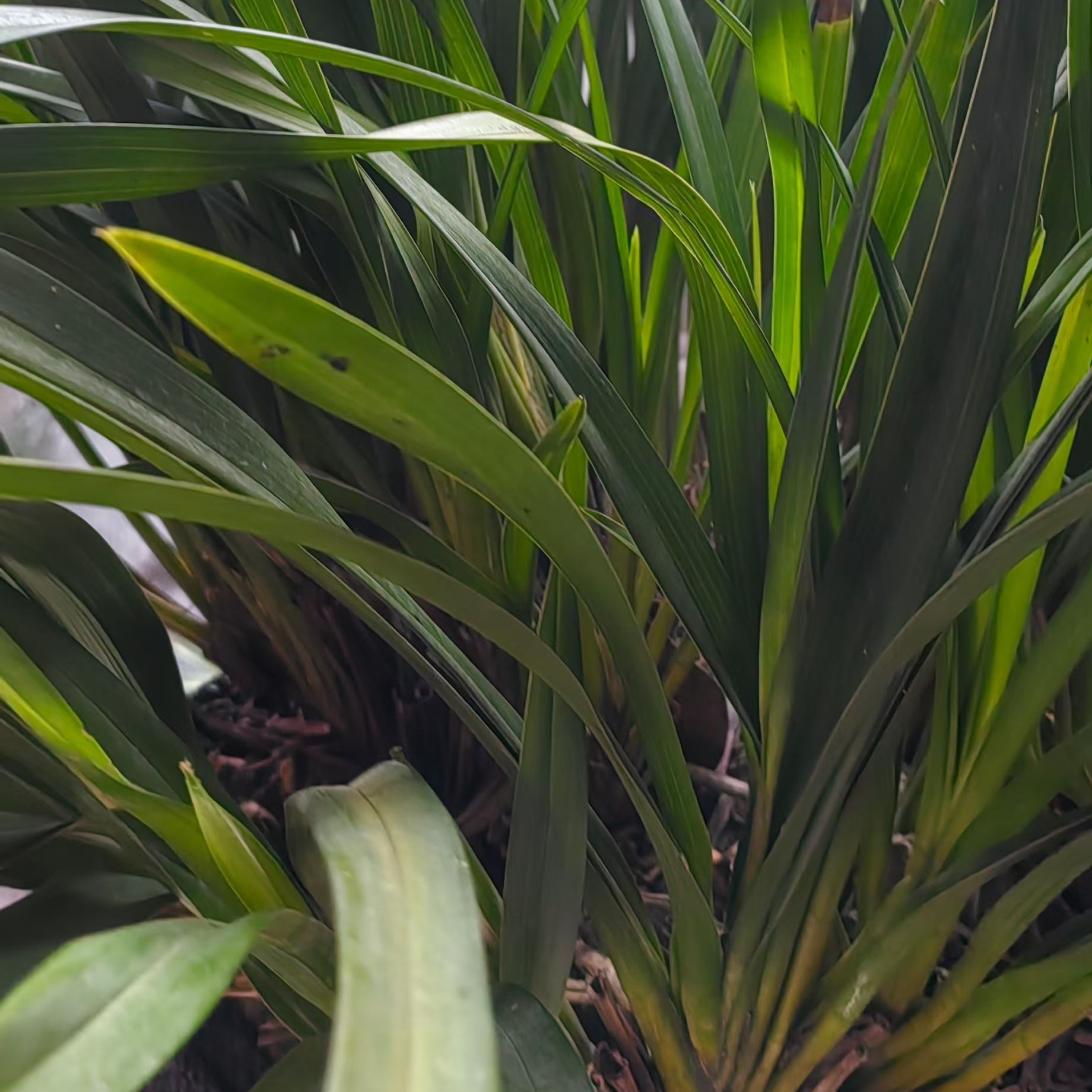 兰花直播间盆栽阳台绿植好养花卉植物