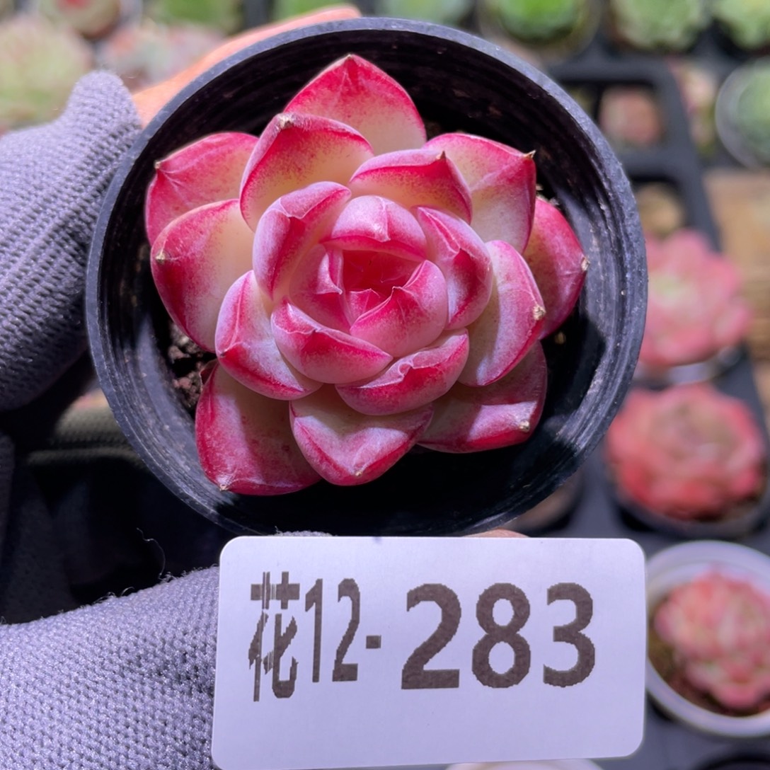 花利美12-283女王