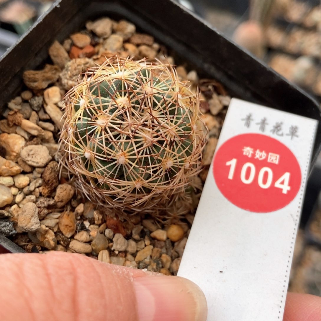 实生狮子奋迅3cm带崽有疤