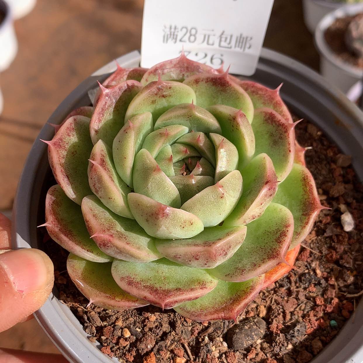 【闪购商品】云726