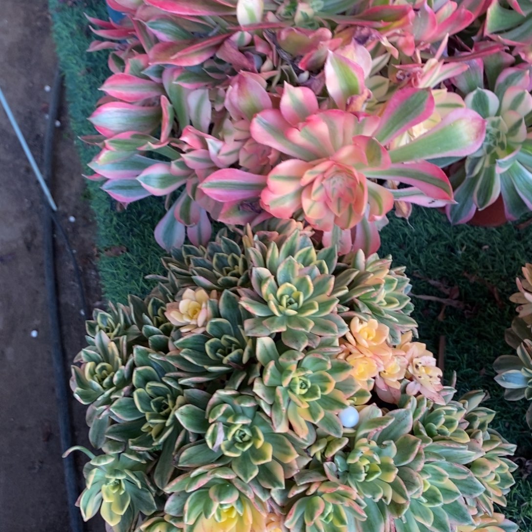 烟雨➕甜茶多肉1颗多头