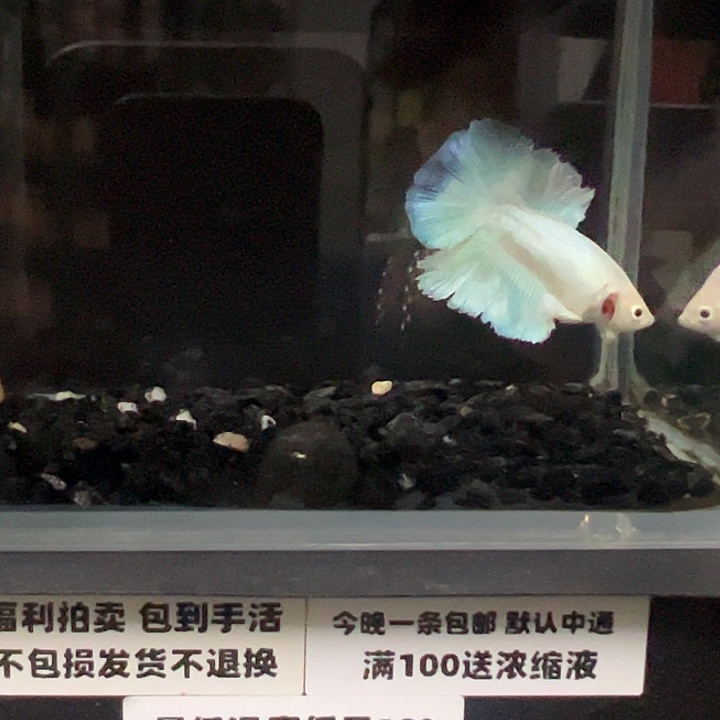 斗鱼跑单拉黑30日18