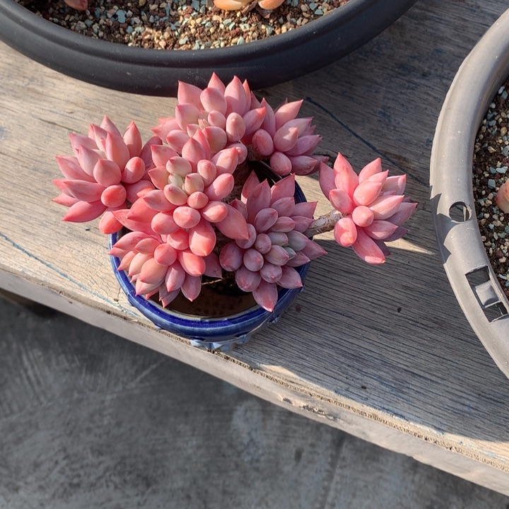 所罗门带盆多肉寄养