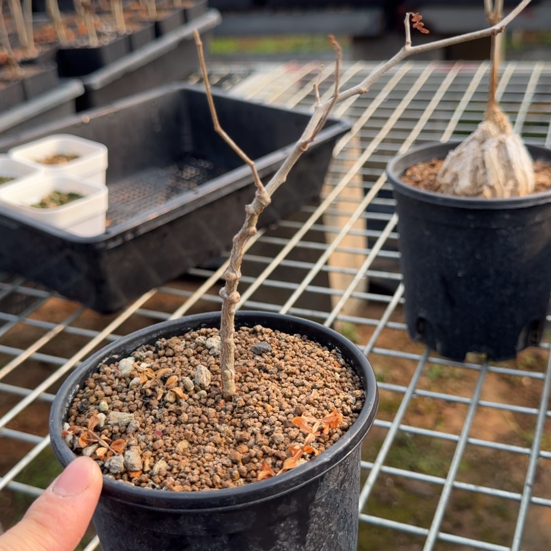 象足漆树块根多肉植物