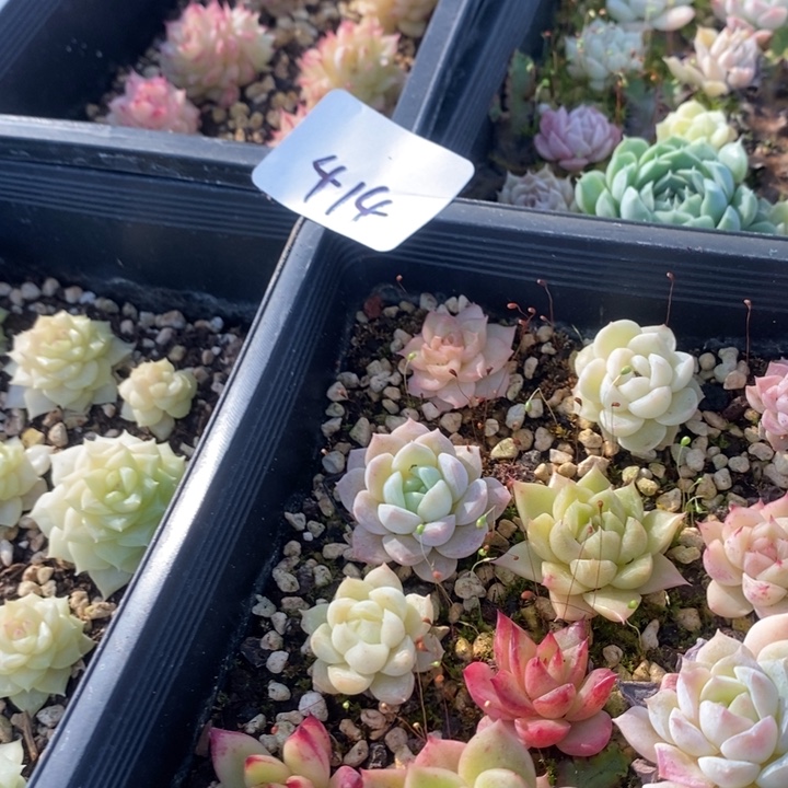 一***剧414 多肉植物盆栽花卉