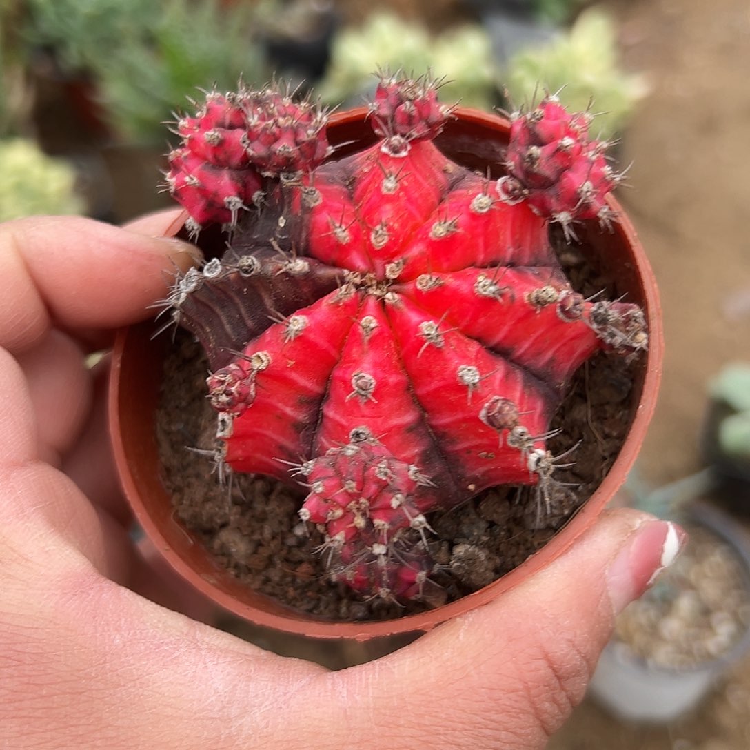 多肉植物多肉植物