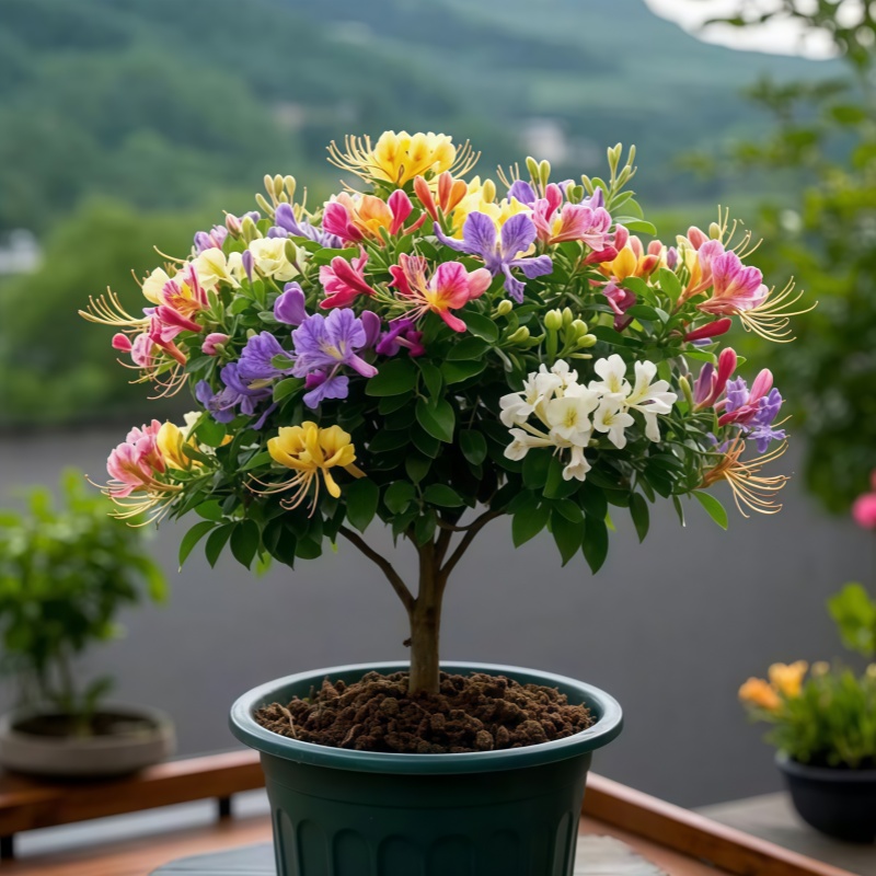 四季红色金银花树苗盆栽地栽新品种净化空气抗寒耐冻浓香型花卉