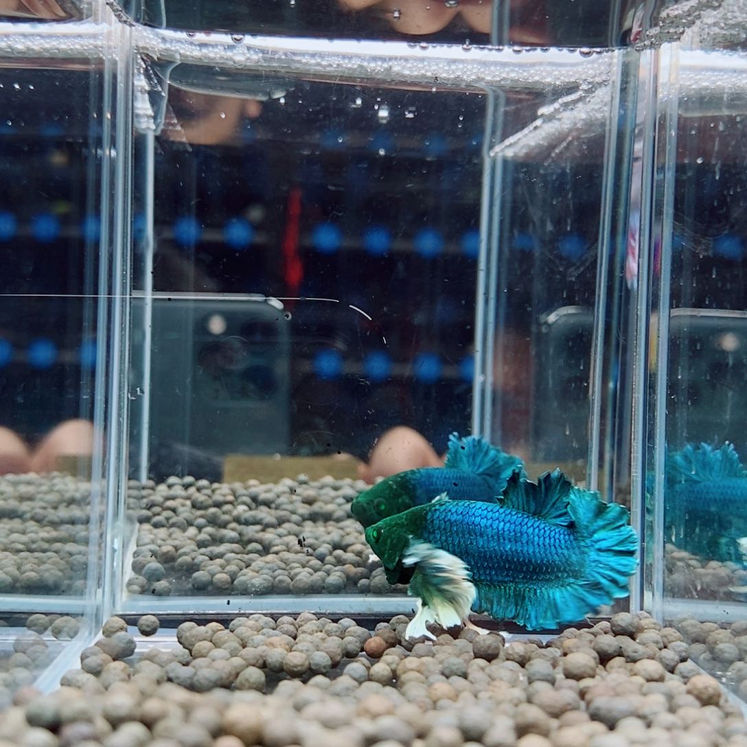 黑332号绣球将军