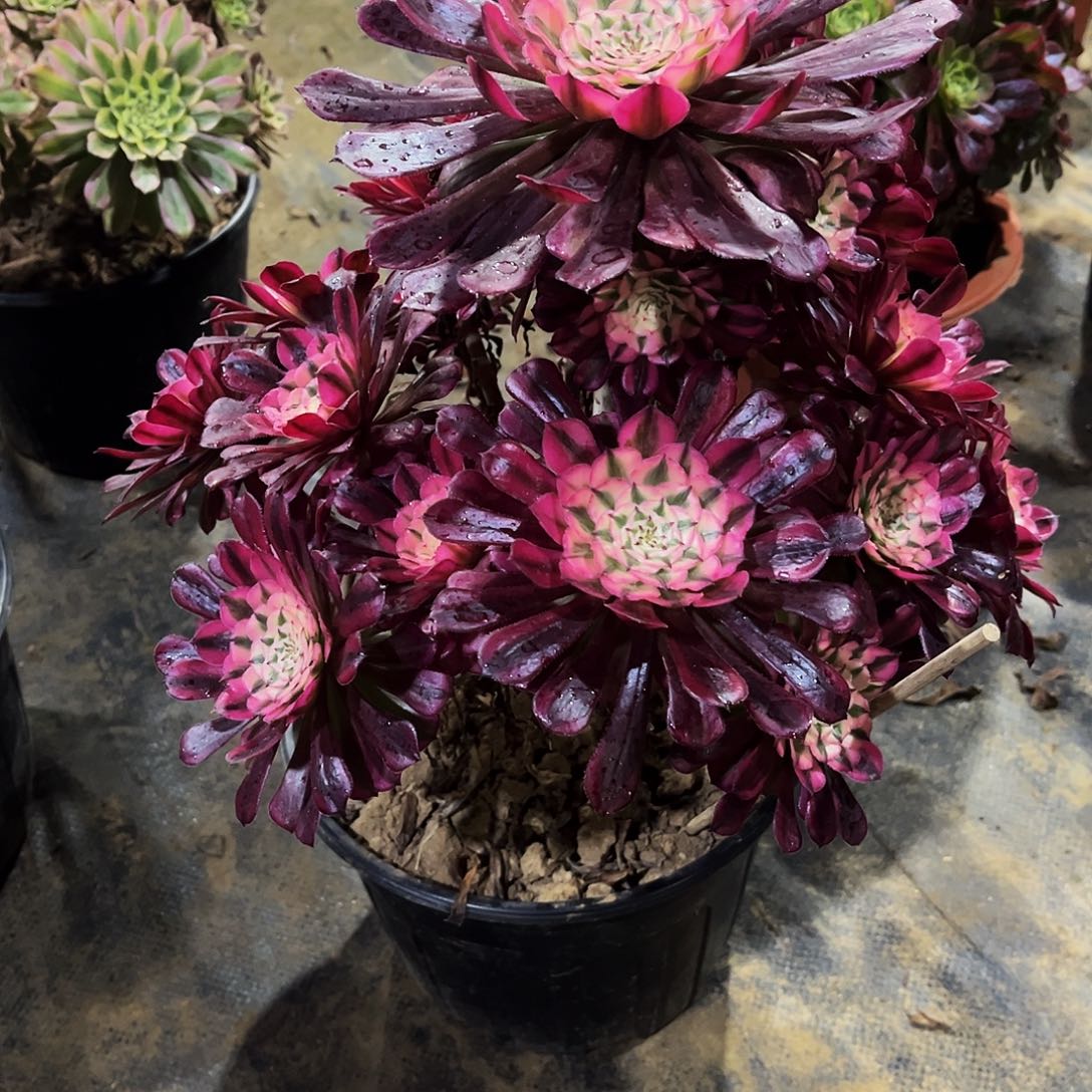 ?****师多肉植物224红铜白